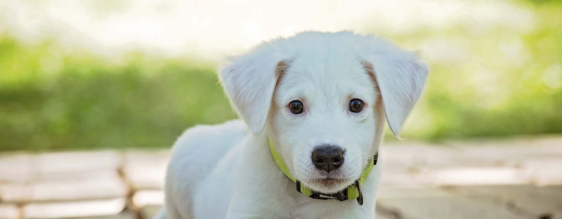 Maricopa Dog Endoscopy