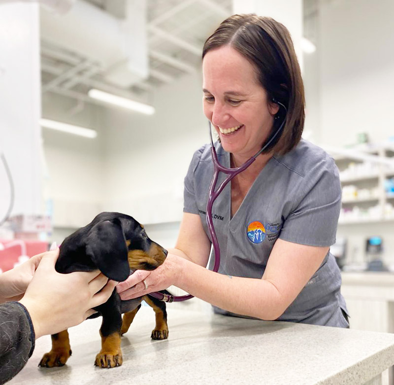 Making a Splash in Pet Care