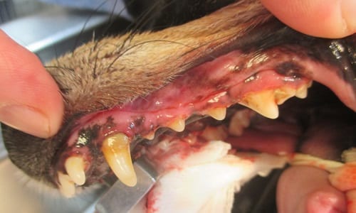 Pet Dental