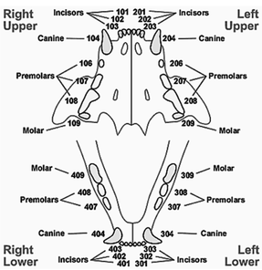 puppy teeth diagram