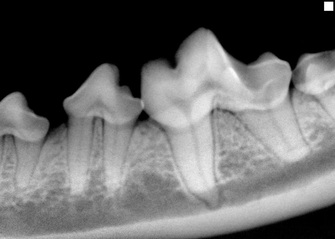 Pet Dental X Ray