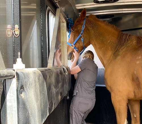 equine care