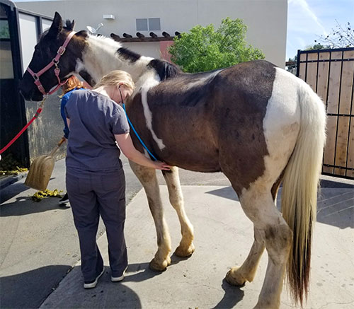 equine veterinary