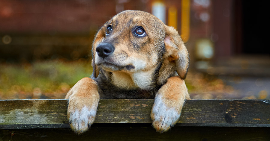 Pet Microchipping Neighborhood Veterinary Clinic