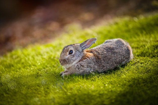 Rabbit Vet