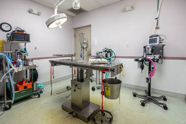 Queen Creek Veterinary Clinic Surgery Suite