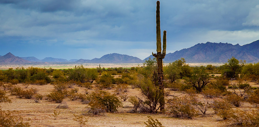 Valley Fever in Pets