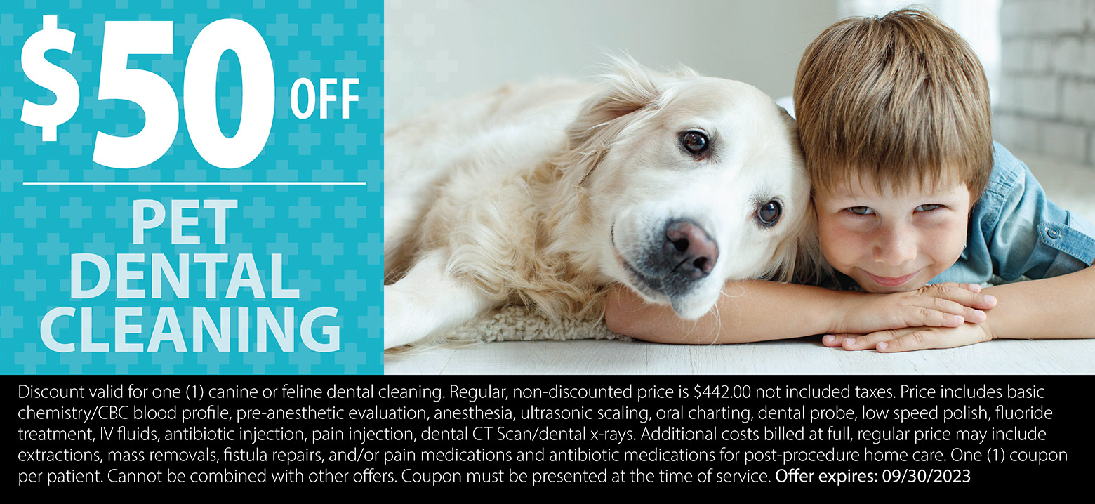 Dental Cleaning Special