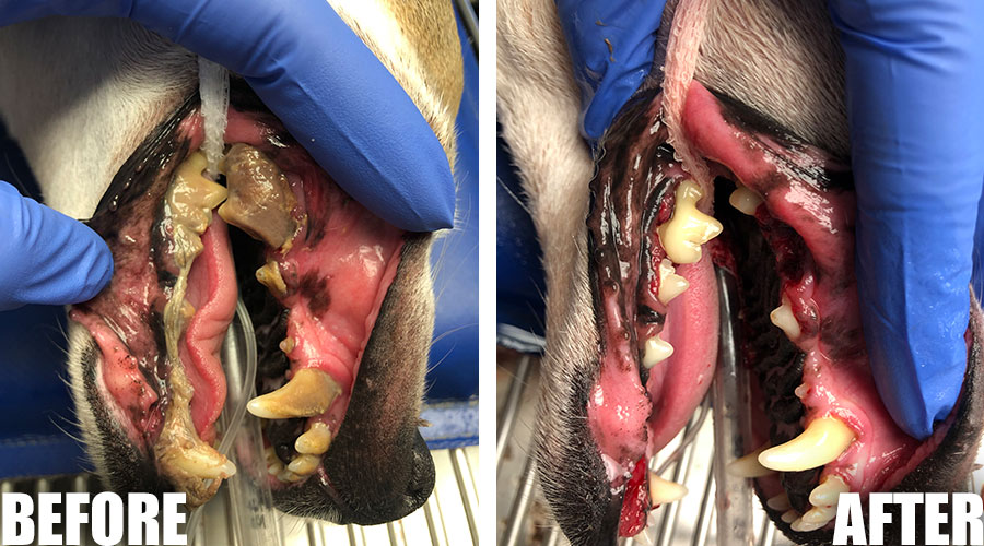 Scottsdale dog dental cleaning