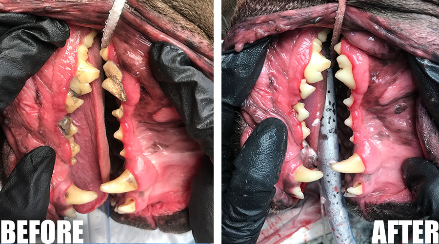 dental disease pets Scottsdale