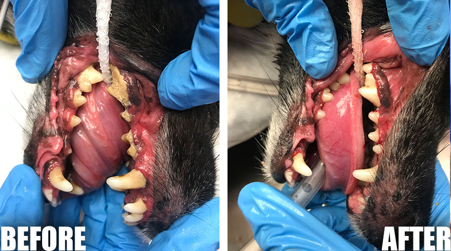 Pet dental disease Scottsdale