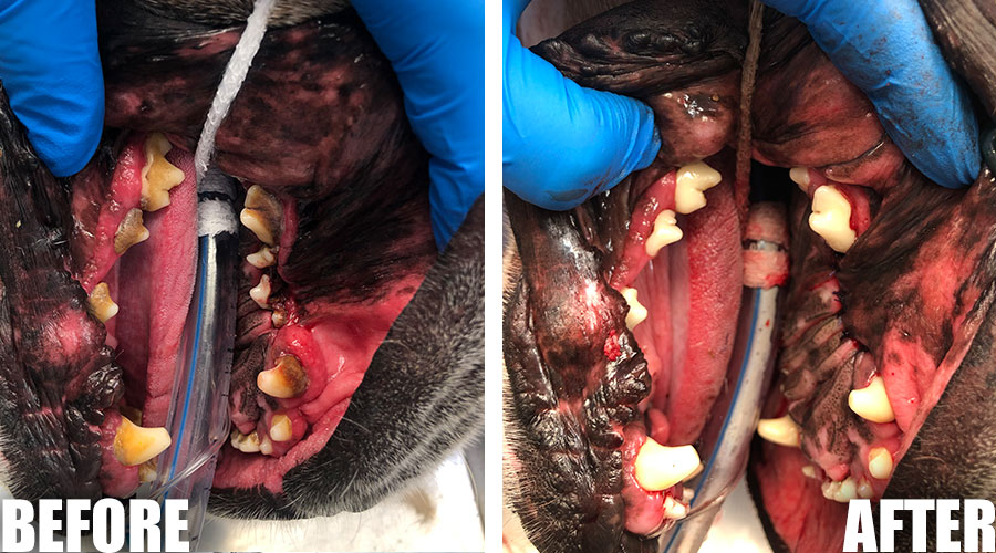 Scottsdale dog teeth cleaning