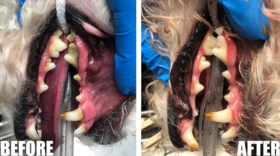 Scottsdale dog teeth cleaner