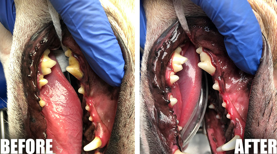 pet cleaning Scottsdale