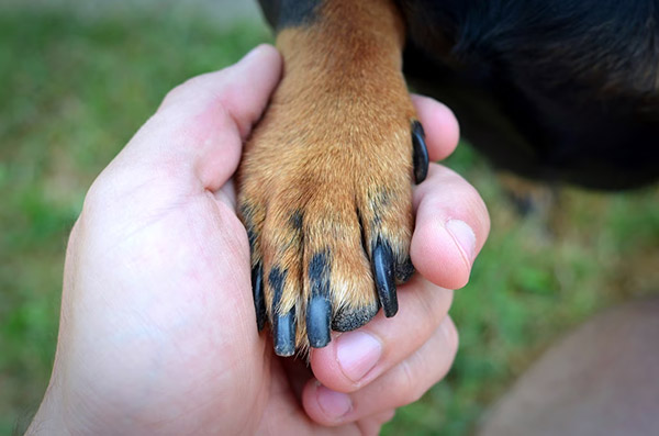 Handling Arthritis in your pets