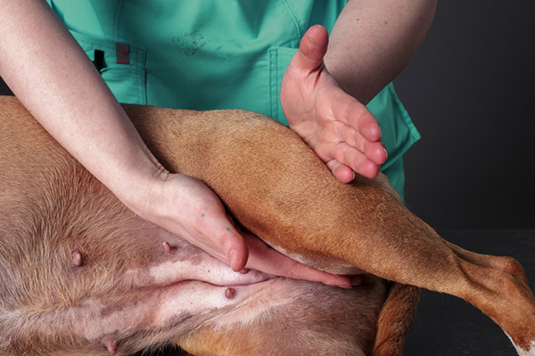 Bone Fracture Treatment Options for Your Pet