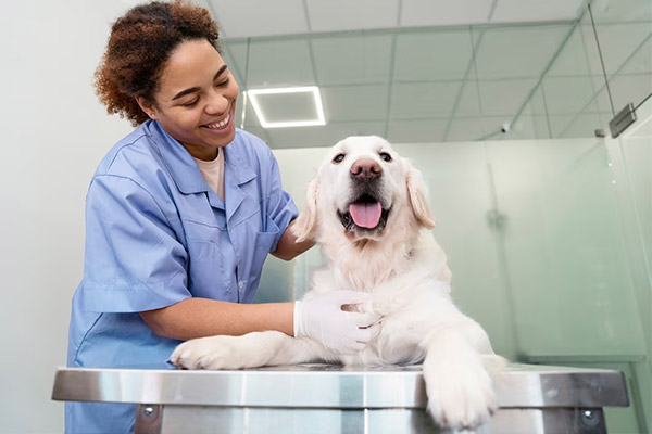 Tips for Canine Anxiety-Free Veterinary Visits