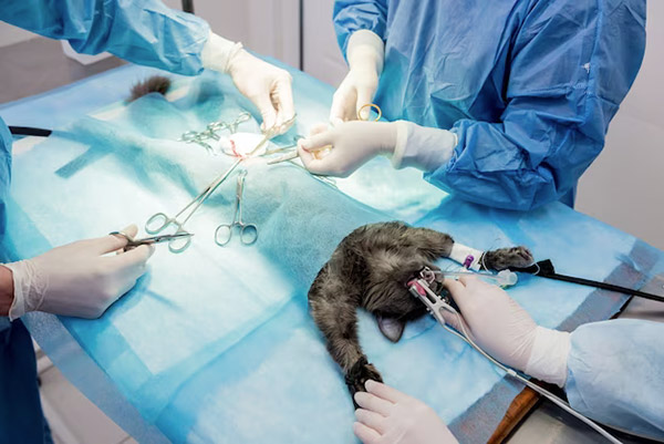 Feline Urinary Obstruction