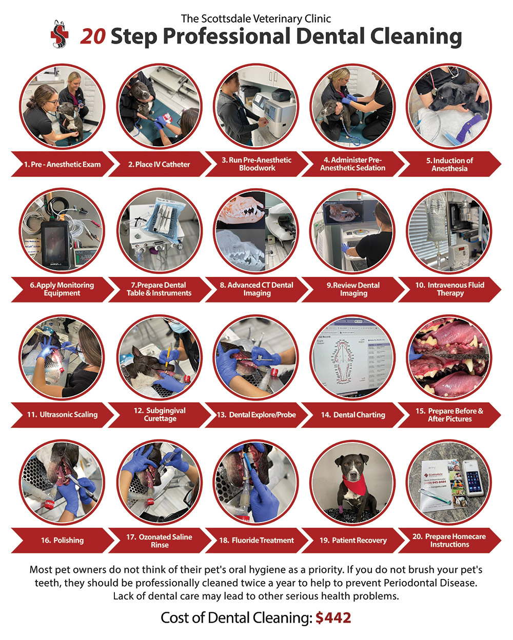 Mesa dog teeth cleaning process